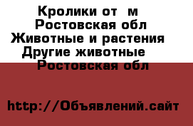 Кролики от 7м - Ростовская обл. Животные и растения » Другие животные   . Ростовская обл.